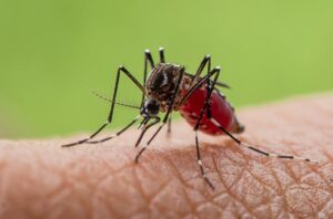 Yellow fever mosquito drawing blood on human skin