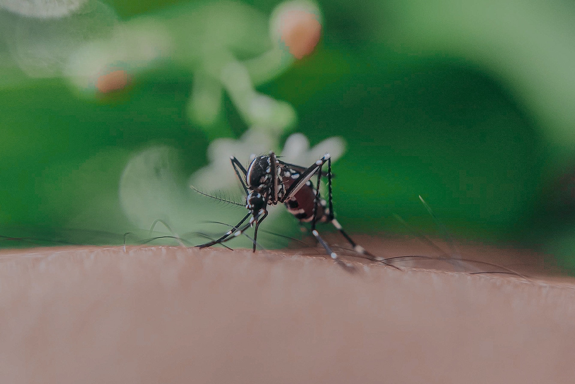 Allergic Reactions to Mosquito Bites