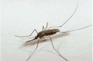 Common malaria mosquito (Anopheles quadrimaculatus) photographed in laboratory