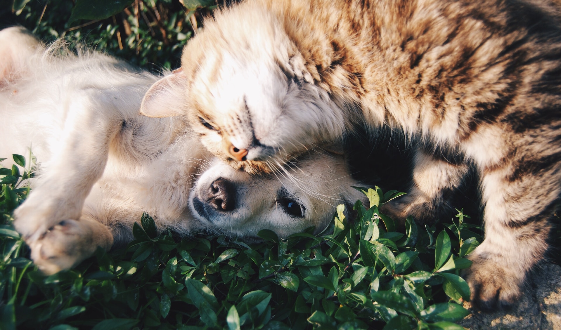 Impact of Mosquito Bites on Pet Health