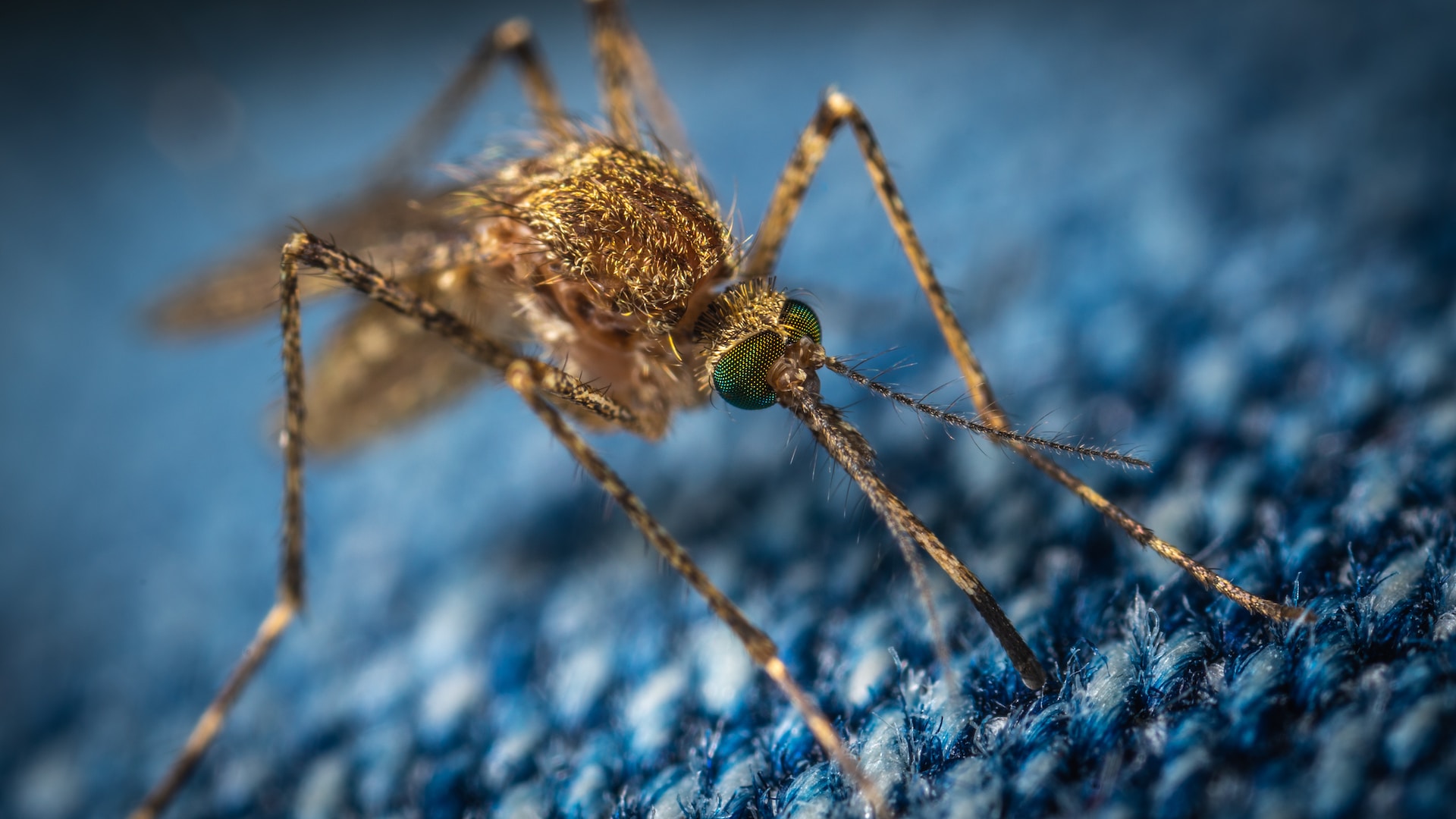 Mosquitoes in Florida: Transmission Vectors of Rare Diseases?