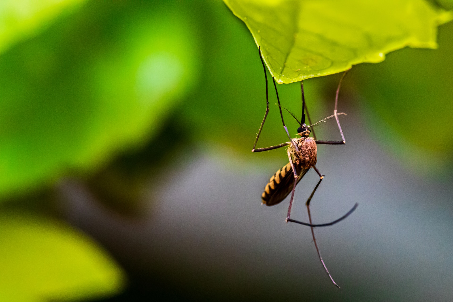 Threat of Mosquito-Borne Diseases in Florida