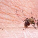 Among the top 3 mosquito species in Florida