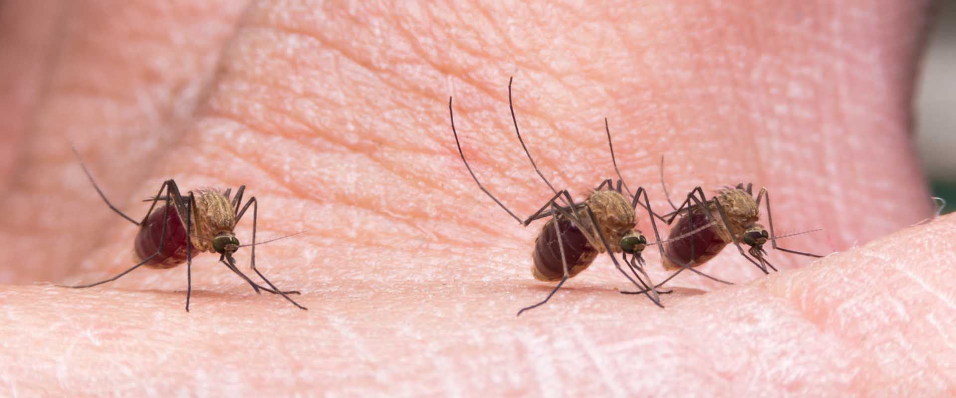Top Three Mosquito Species in Florida