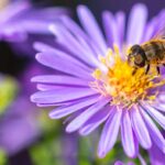 Protecting non-target insects like bees is responsible pest control