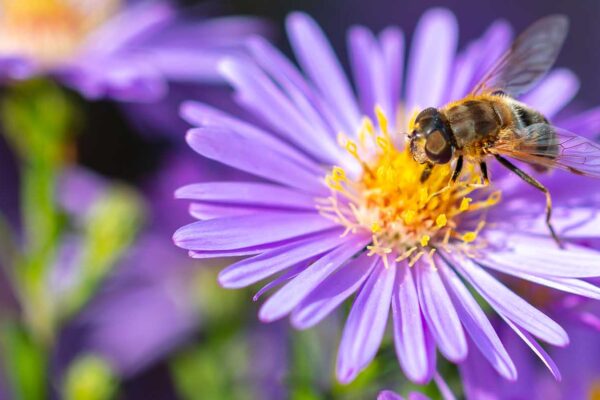 Protecting non-target insects like bees is responsible pest control