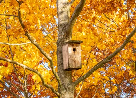 To protect beneficial insects, Aniks recommends encouraging natural insect predators to remain in the area (e.g. birds with birdhouses), and reducing the time during which the mosquito misting system is in operation