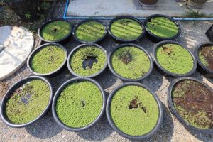 Mosquitoes in Florida love containers where water accumulates 