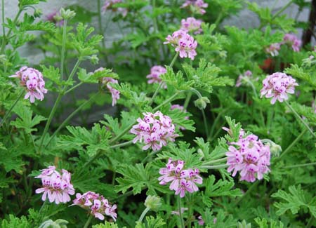 The Citronella plant is insect repellent