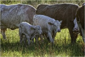 Individual cows in a livestock herd. Livestock health is threatened by mosquito populations in Florida, making the management of these populations a key public health issue.