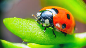 Ethical pest control protects non-target insects like ladybugs