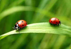 responsible pest control protects ladybugs
