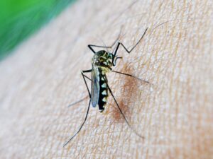 The chikungunya disease is transmitted by certain mosquitoes in Florida: the Aedes aegypti and the Aedes albopictus.