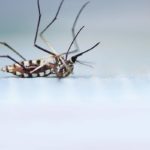 mosquito-killing-system