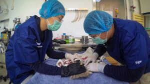 Public health workers examining a sick bird to find out if it is showing symptoms of known diseases from mosquitoes 