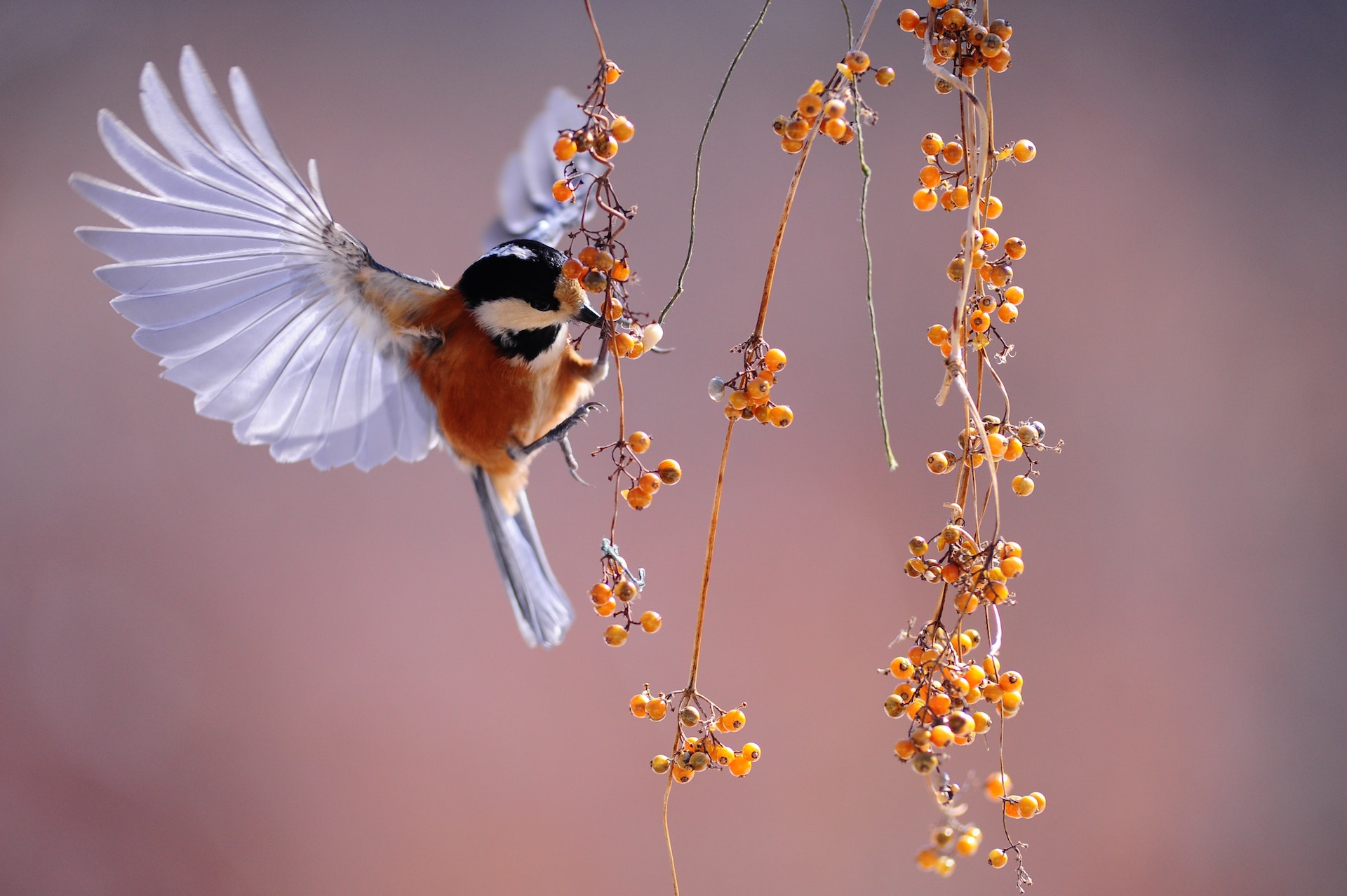 Can Birds Contract Diseases from Mosquitoes?