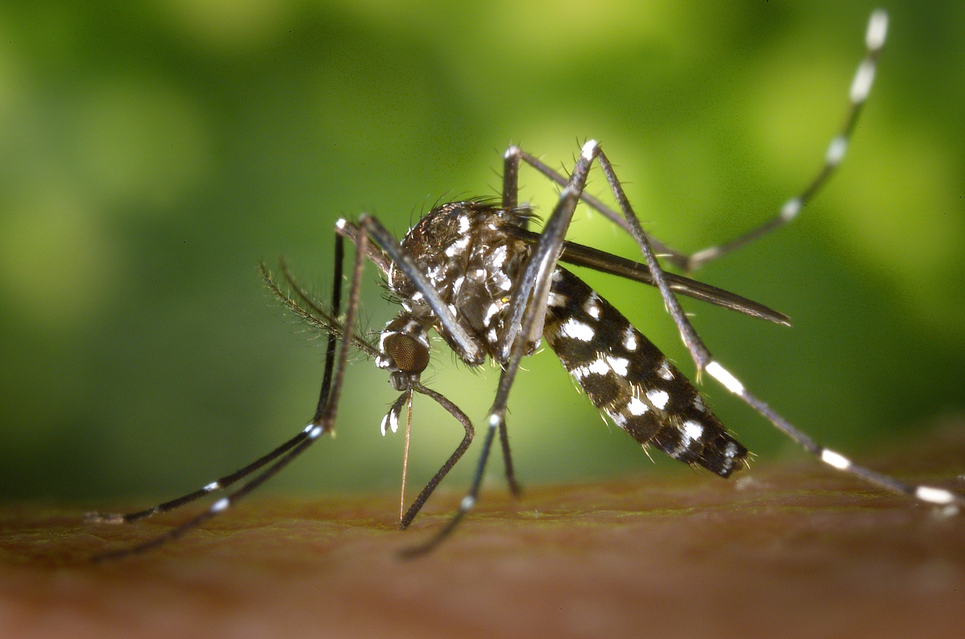 Mosquito-Borne Diseases and the Elderly