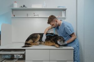 Veterinarian treating a sick dog. Pet owners must be aware of the effects of mosquito bites on pets and seek veterinarian care quickly when they observe the symptoms. 