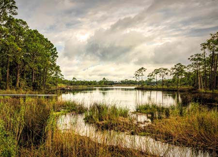 Swampy lake in Florida 